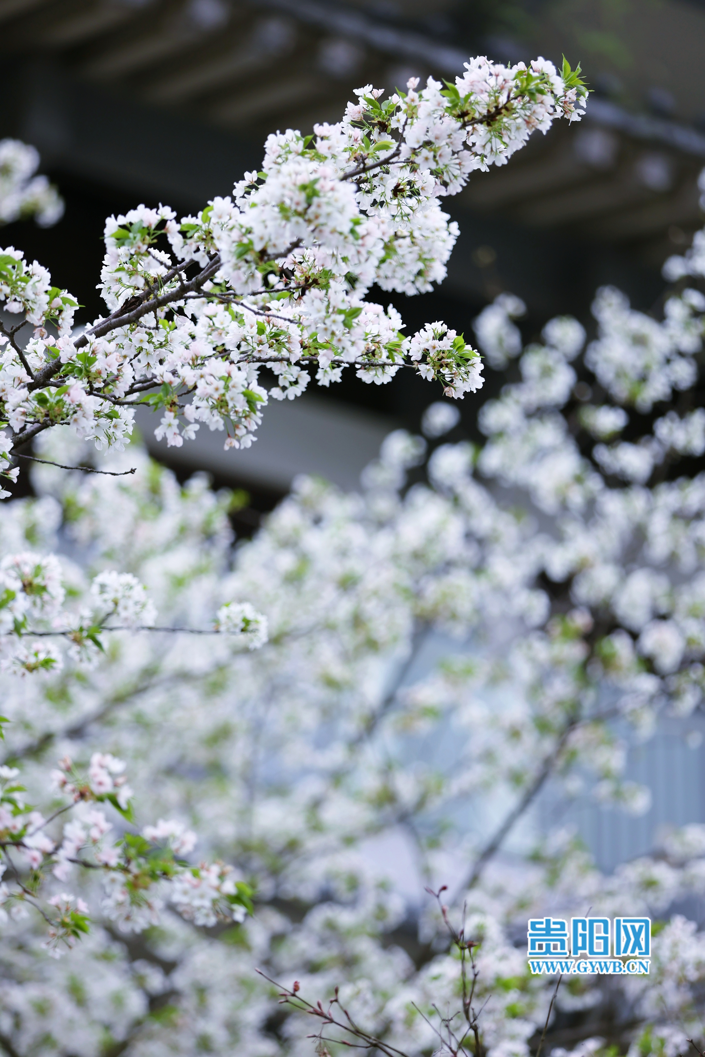 春暖花开，一起在贵阳孔学堂感受春日浪漫！