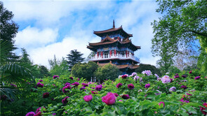 接待游客超50万人次 游园赏花就来王城公园