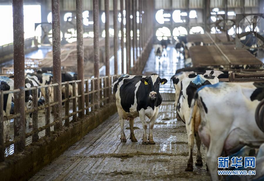 “希望我们的乳制品顺利装船驶向中国”——美国奶农期盼中美贸易争端早日解决