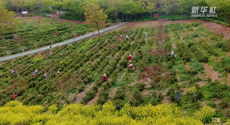 江苏扬州：送电上春山 茶香溢满园
