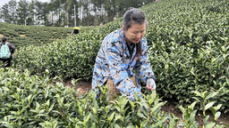 贵州瓮安：茶园吐新芽 春茶迎来“第一采”