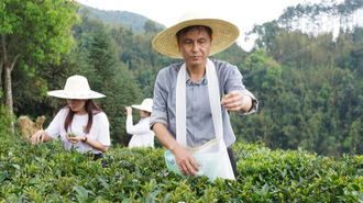 不负春光采茶忙  2024年苍梧县六堡茶开茶节在梧州举办