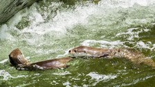 （转载）四川都江堰首次拍摄到欧亚水獭清晰影像