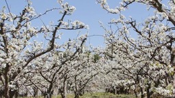 贵州修文：3000余亩金秋梨步入花季