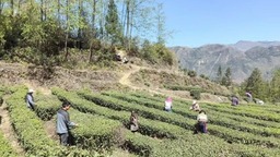 贵州水城：上春山 采春茶 茶韵飘香促增收