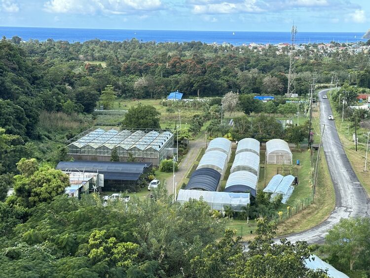 环球财富故事 | 彩椒、西蓝花、火龙果……祖国技术助力这个加勒比岛国农业产业升级