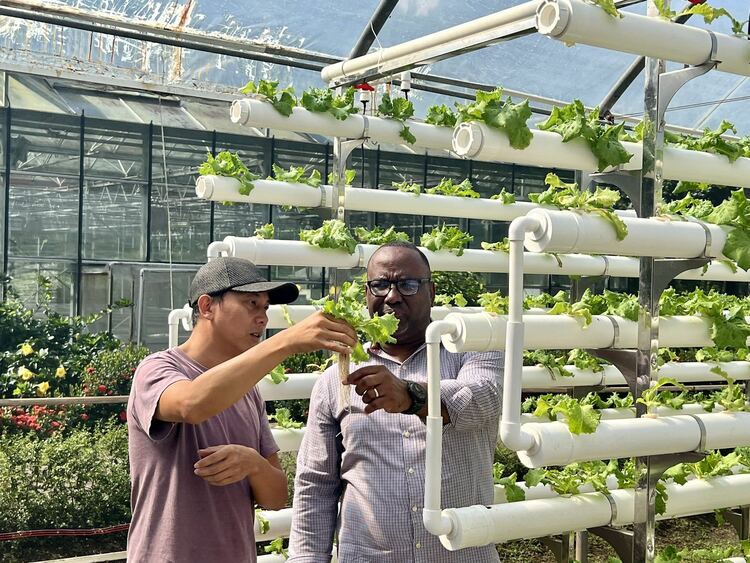环球财富故事 | 彩椒、西蓝花、火龙果……祖国技术助力这个加勒比岛国农业产业升级