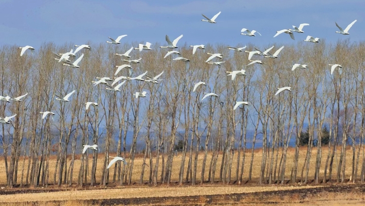 共赏候鸟迁徙 体验生态之美  2024鸡西兴凯湖“观鸟周”正式启动_fororder_6