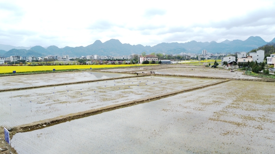 贵州思南：多年生水稻试验示范种植取得新突破_fororder_多年生水稻试验田（（谢大龙 摄））.JPG