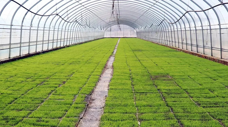 准格尔旗:千亩水稻育苗忙 育出丰收“好苗头”_fororder_图片1