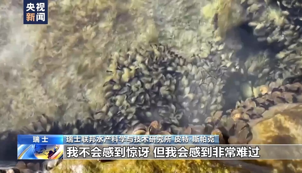 总台记者直击丨外来物种夸加贻贝大举入侵瑞士湖泊