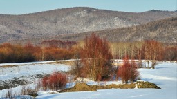 内蒙古根河：春雪映红柳