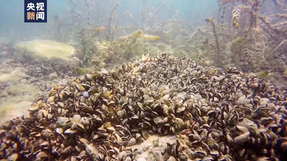总台记者直击丨外来物种夸加贻贝大举入侵瑞士湖泊