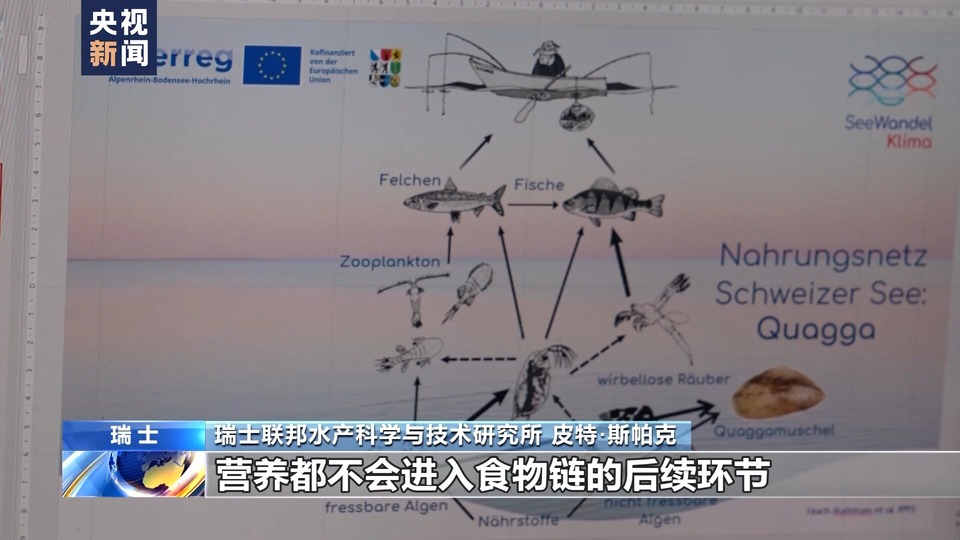 总台记者直击丨外来物种夸加贻贝大举入侵瑞士湖泊