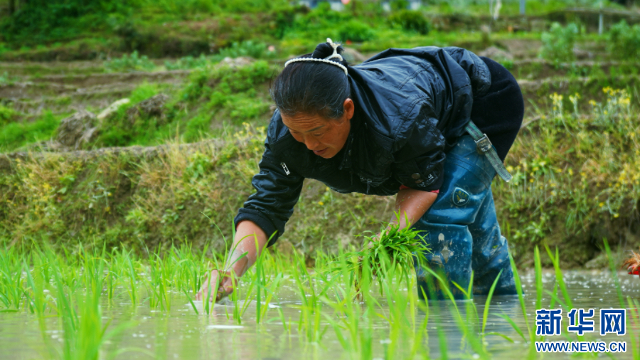 云南绥江:立夏时节插秧忙 云南绥江:立夏时节插秧忙_fororder_20240508d447c74d4c104a5ab4371e0aa0ebfd50_20240508a1ebd5e9173041dab8b4ae596d6004e7