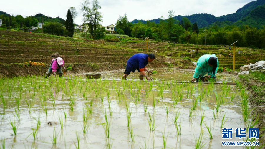 云南绥江:立夏时节插秧忙 云南绥江:立夏时节插秧忙_fororder_20240508d447c74d4c104a5ab4371e0aa0ebfd50_2024050870fa2229e54e4bcc8d91560d764c0b26