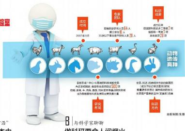 （焦点图，导航成都，移动端）寻找基因密码 让肉回归“小时候的味道”