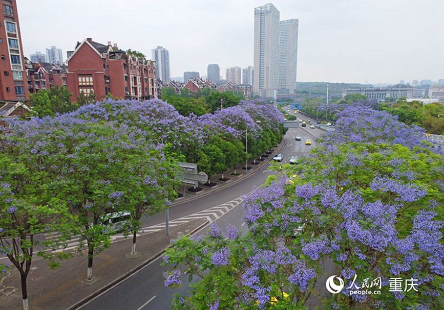 重庆街头蓝花楹盛放 成片花海扮靓城市