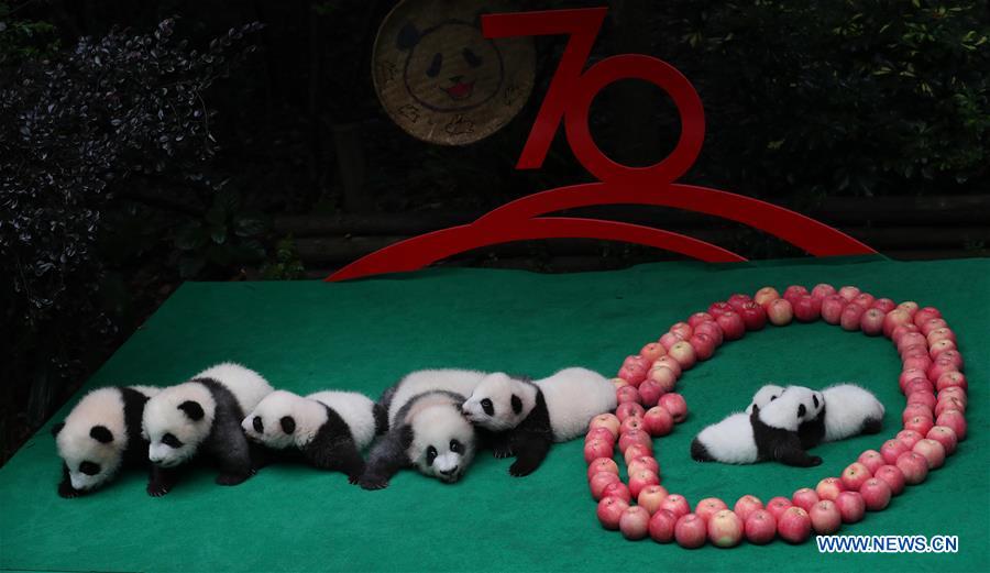 7 new born panda cubs make public debut in Chengdu