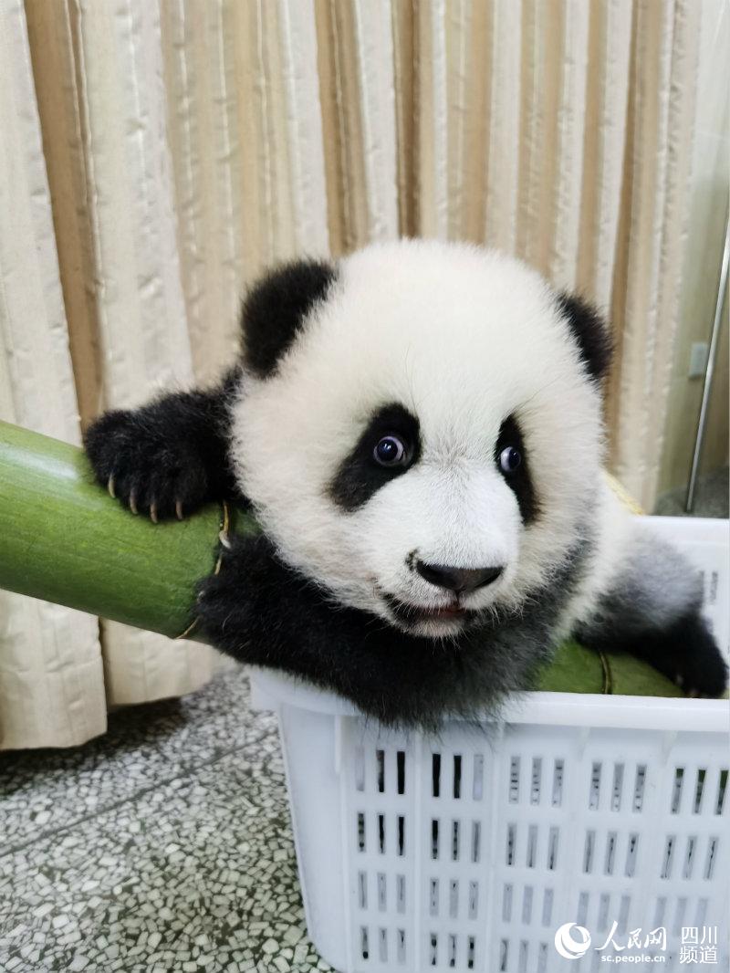 Popular giant panda cub Jixiao adopted