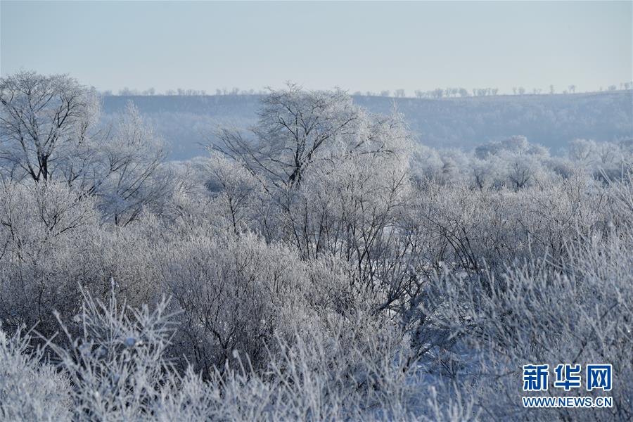 新华网@黑龙江上呈现雾凇美景
