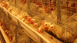 湖南衡山县笼养鸡项目成为村集体经济发展新“鸡”遇