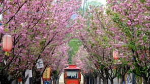 贵州六盘水：市民游客组团走“花路” 感受浪漫春日