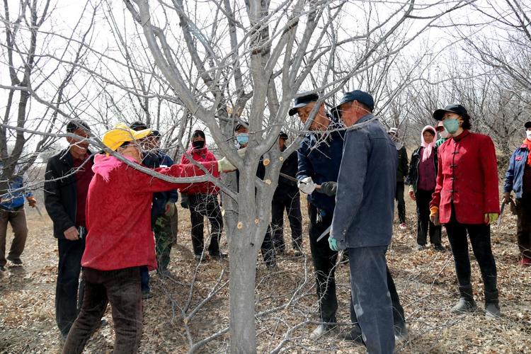 准格尔旗:农技专家“送真经” 助力结满“致富果”_fororder_图片2