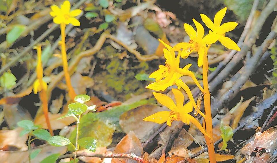 三明大田发现珍稀植物丹霞兰_fororder_649d59ed-2869-46f6-93a3-86385c0a6653