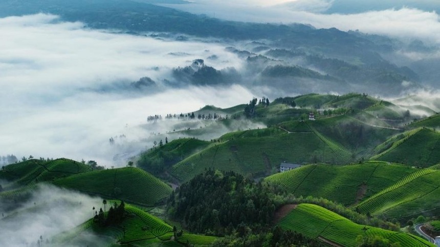 湖北鹤峰：茶山云海如诗如画