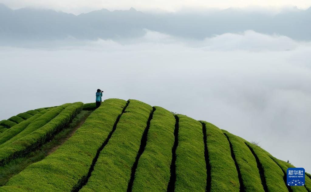 湖北鹤峰：茶山云海如诗如画