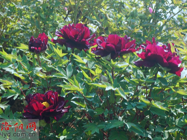 Prominent Luoyang Black Peonies in Full Blossom_fororder_图片1