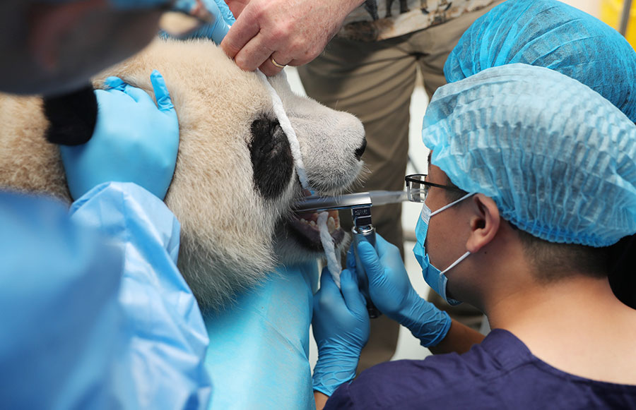 Los pandas gigantes tienen cita con el dentista en Chengdu