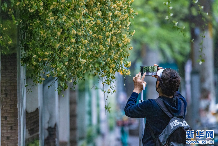 南京：木香花开 藏在小巷里的“春天”也很美