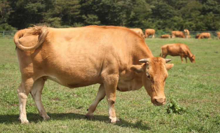 吉牛中国牛∣高质量发展的延边黄牛