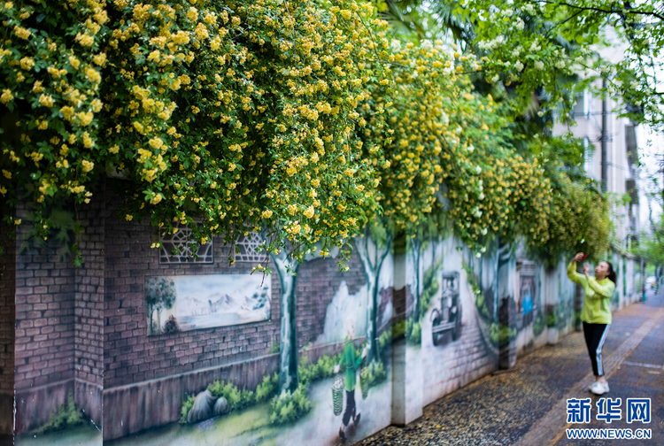 南京：木香花开 藏在小巷里的“春天”也很美