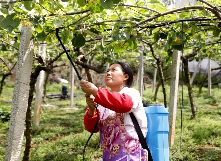 液体授粉，减耗增效！贵州省农科院助力六盘水猕猴桃产业发展