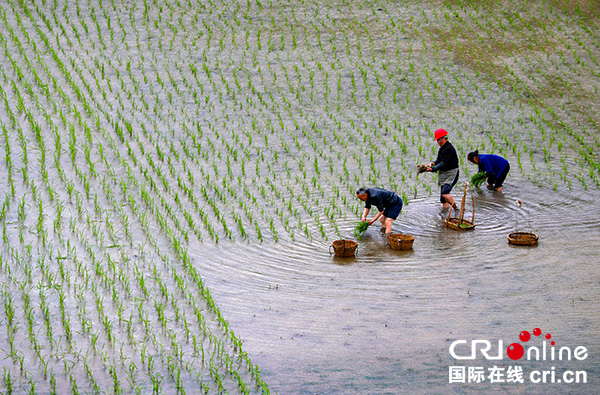 图片默认标题_fororder_农民在蓄满雨水的田间抢栽秧苗