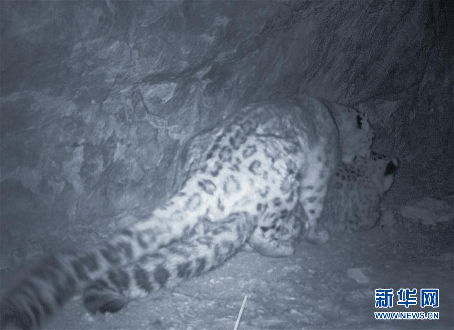 黄河源记录到雪豹触发红外相机次数超190次