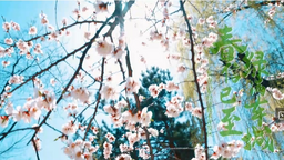 您有一条来自长春汽开区的春景视频，请注意查收_fororder_微信截图_20240425175033