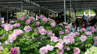 接待游客超50万人次 游园赏花就来王城公园