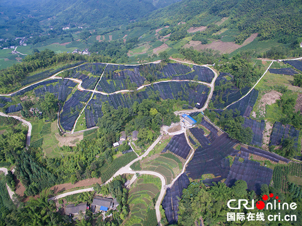 图片默认标题_fororder_重楼种植基地（老场乡政府--供图）