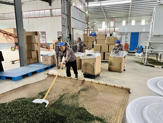 贵州瓮安：大力推进茶产业发展 赋能乡村振兴_fororder_工人们正在打包成品碾茶