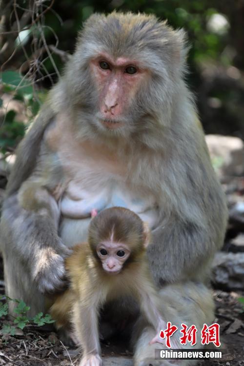 ภาพลิงป่าแม่-ลูกในเขตอนุรักษ์ธรรมชาติแห่งชาติภูเขาไท่หางซาน เมืองจี้หยวน มณฑลเหอหนาน