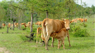 延边州多措并举壮大肉牛产业