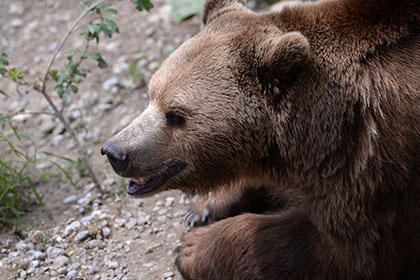 俄罗斯男子被邻居家棕熊袭击 受重伤身亡