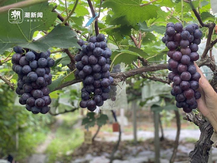 口感脆甜带皮吃,浙江葡萄“天宫墨玉”为啥火遍全国?_fororder_1797582731695468548_720px
