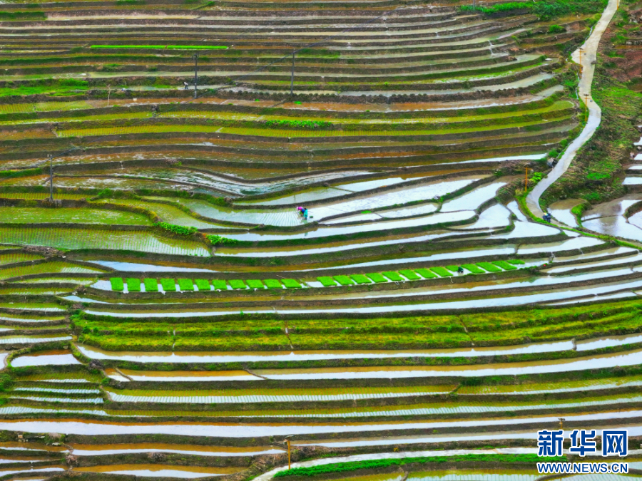 云南绥江:立夏时节插秧忙 云南绥江:立夏时节插秧忙_fororder_20240508d447c74d4c104a5ab4371e0aa0ebfd50_202405085ccefbf9cce44d81939885b30d4d0c7c