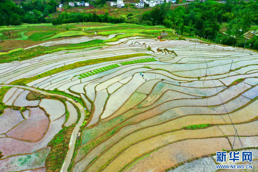 云南绥江:立夏时节插秧忙 云南绥江:立夏时节插秧忙_fororder_20240508d447c74d4c104a5ab4371e0aa0ebfd50_20240508d1fc0d23bdc14c8380229ff0ce8e2dfd