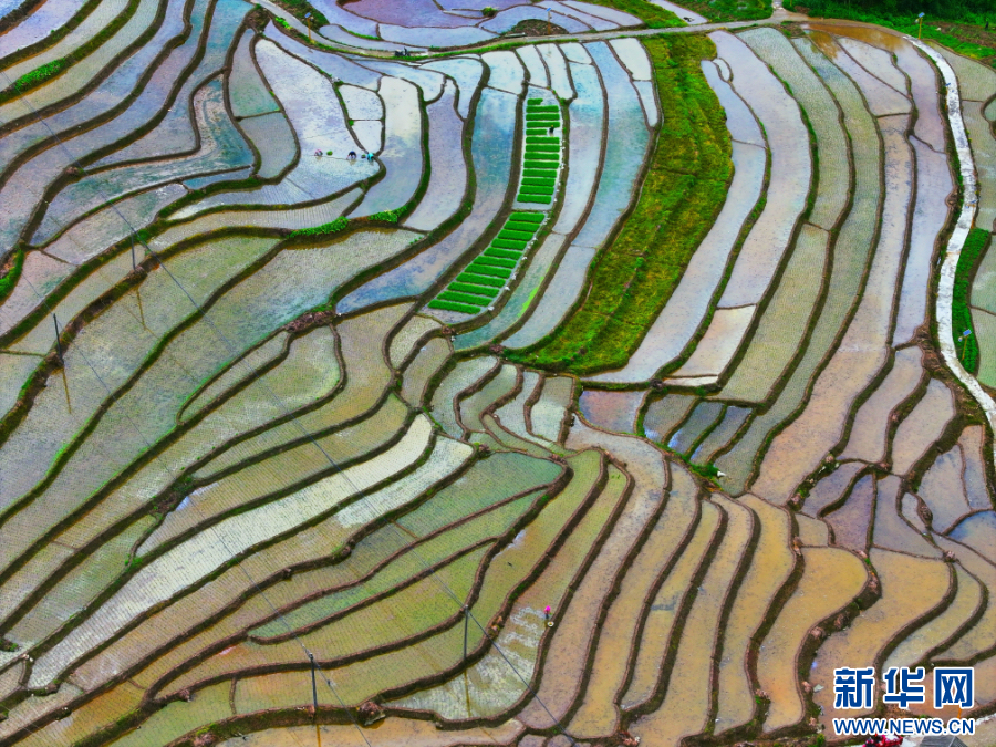 云南绥江:立夏时节插秧忙 云南绥江:立夏时节插秧忙_fororder_20240508d447c74d4c104a5ab4371e0aa0ebfd50_20240508372acd1e04cd46479e6ef9c19de48ed6